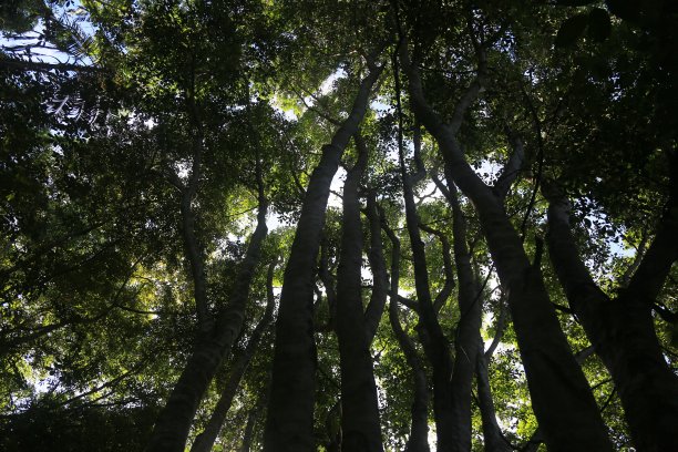 生态公园的树木图片下载