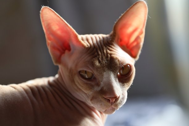 床上坐着一只加拿大斯芬克斯猫的肖像图片下载