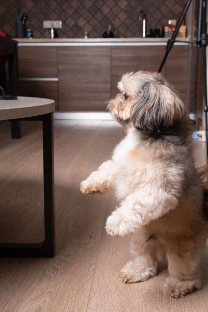 狗用后腿站立的照片图片下载