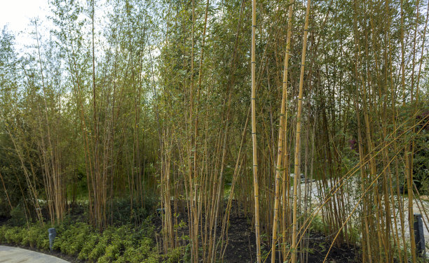 小青竹的茎叶靠近石径。图片下载