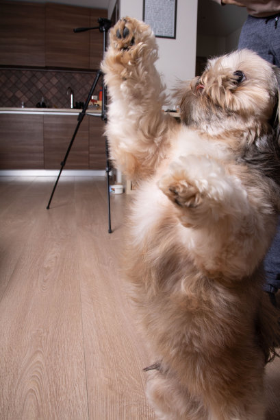 一只小狗用后腿站立的照片图片下载