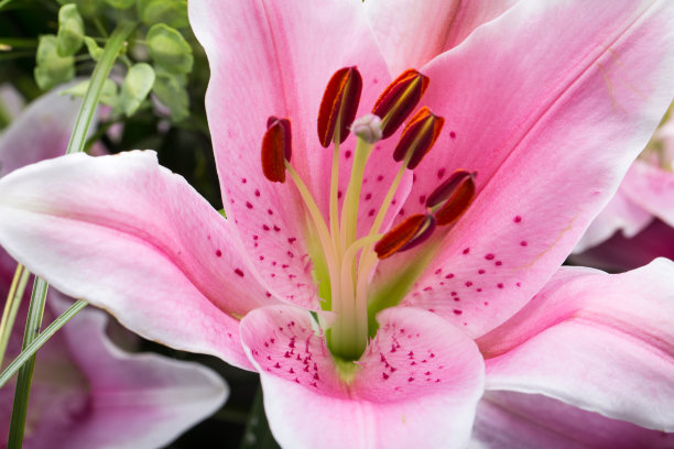 粉色百合的特写图片下载