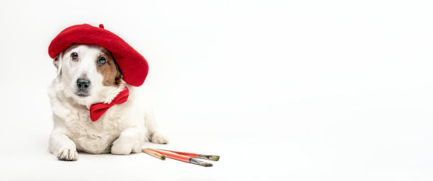 一只带流苏的红色贝雷帽的狗躺在白色的背景上。创意的概念，艺术。有文字空间的横幅。图片下载