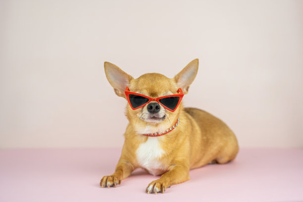 一只红色的吉娃娃狗戴着时髦的太阳镜，红色的镜框和粉红色背景上镶有水晶的红色项圈。图片下载