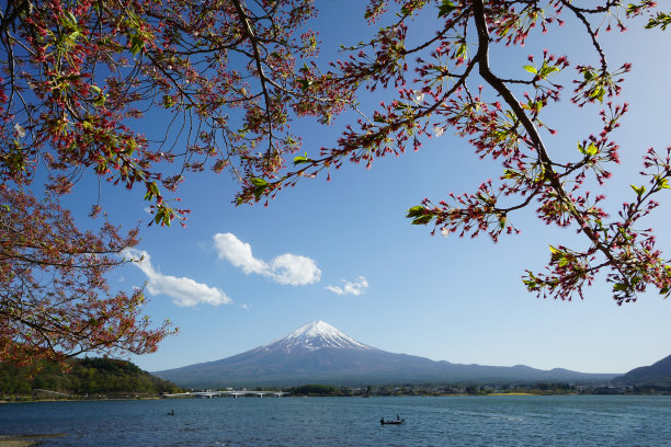 樱花盛开的川口湖和春天的富士山。图片下载