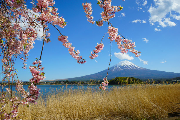 樱花盛开的川口湖和春天的富士山。图片下载