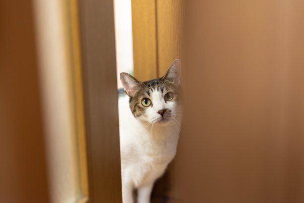 一只猫从门缝里偷看图片下载