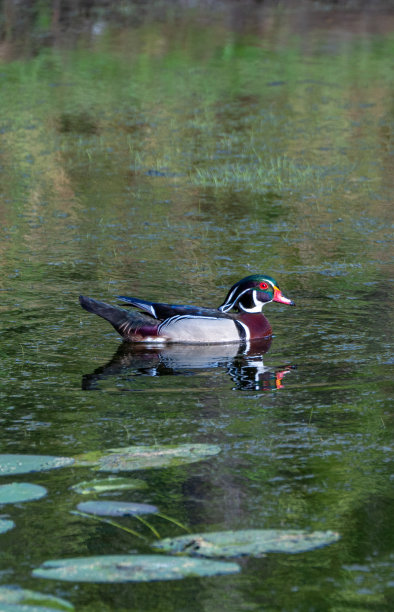 在佛罗里达州中部的奥兰多湿地公园里，一只美丽而色彩鲜艳的雄性木鸭图片下载