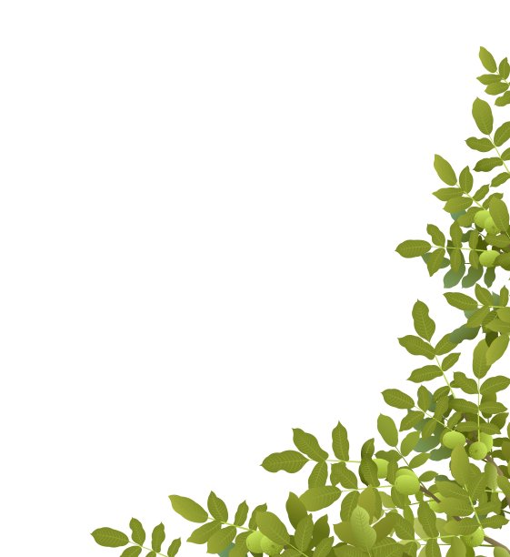 核桃树枝干，果实成熟。角落框架。可食用的园林植物。孤立在白色背景上。有叶子和叶子的树枝。向量图片下载