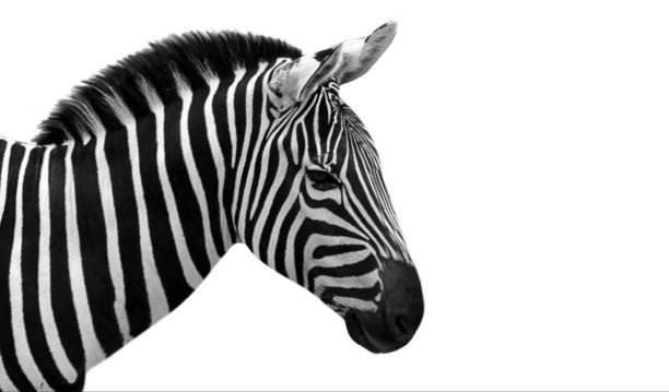 白色背景上的黑白头像图片下载