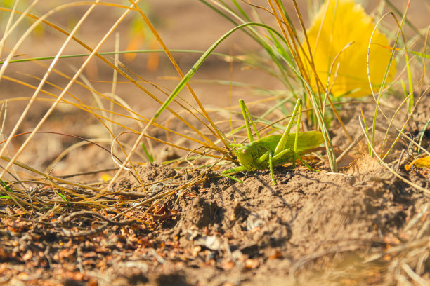 草地上的绿蚱蜢。绿蝗虫在黄草和秋叶。图片下载