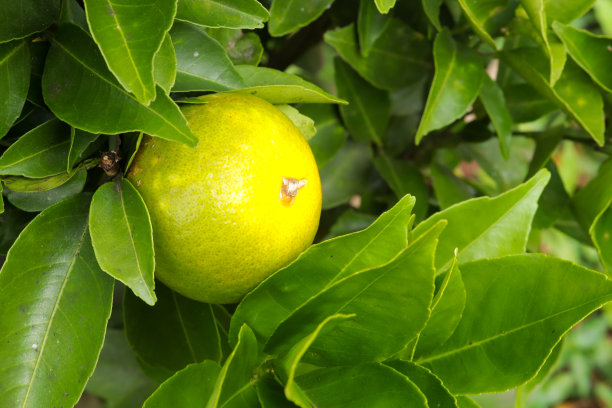 汉语植物图片下载