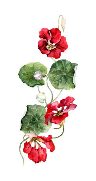 垂直插花与攀缘旱金莲植物。盛开的花园藤蔓，茎上有花，绿叶。手绘水彩插图白色背景的婚礼请柬。图片下载