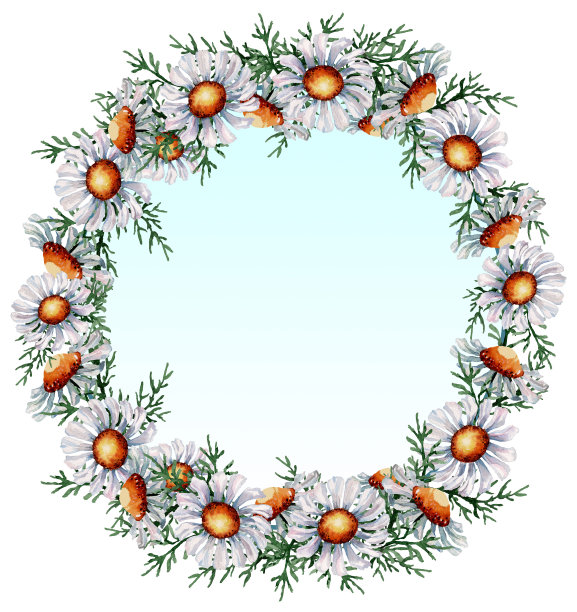 夏日花环用白色的草地雏菊。圆形花框与文字的地方。手绘水彩插图孤立在白色背景的卡片，横幅，印刷品，婚礼请柬。图片下载