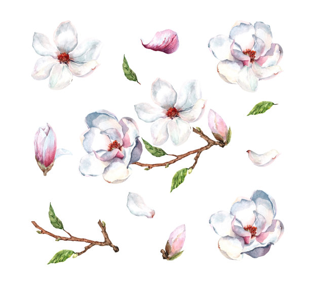 设置孤立的元素与盛开的玉兰花，芽，绿叶。剪贴画与春天开花的花园树枝。手绘水彩插图白色背景设计卡，印刷。图片下载