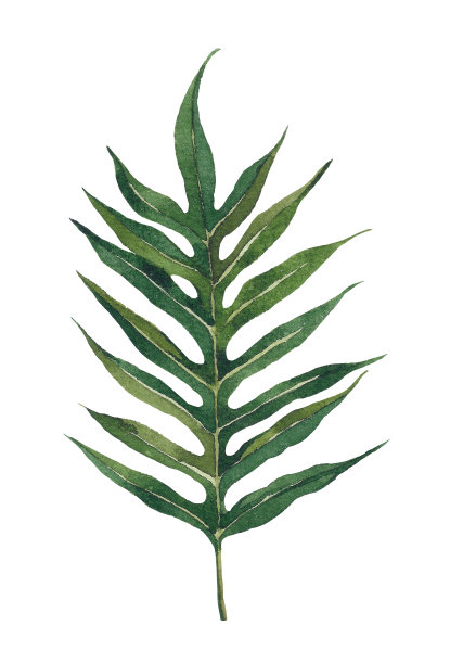 热带leaf3图片下载