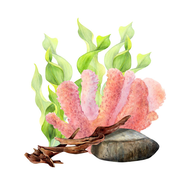 水彩画带状藻类，底部的石头，钩和珊瑚在白色的背景。水下图片用于插图，贴纸，标志，纺织品印刷图片下载