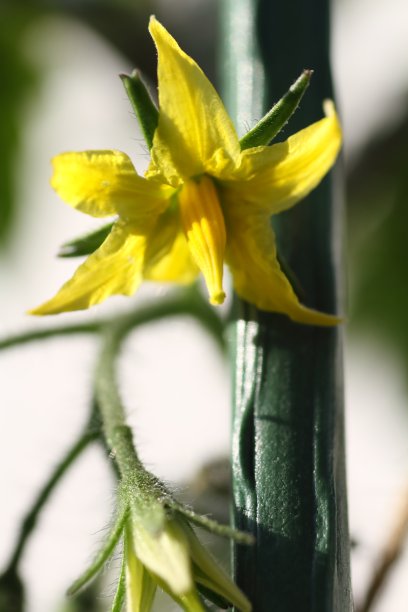 小番茄花图片下载