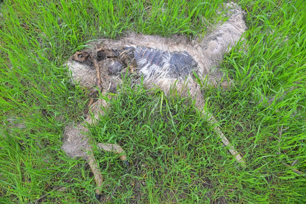 一只死鹿的特写。春草里一只死鹿的残骸。冬天饿死后的死鹿。图片下载