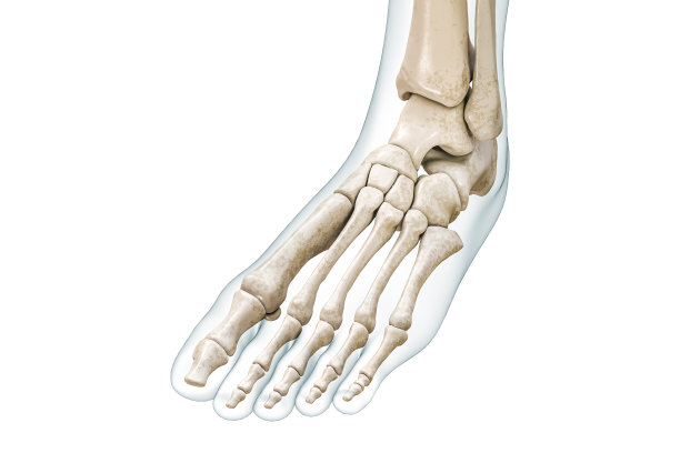 脚和脚趾骨骼与身体轮廓3D渲染插图孤立的白色与复制空间。人体骨骼和腿部解剖，医学图，骨学，骨骼系统的概念。图片下载