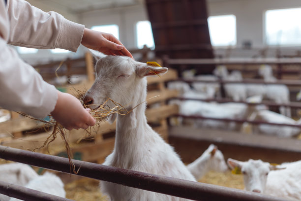 围着围裙的农妇用手中的干草喂山羊。图片下载