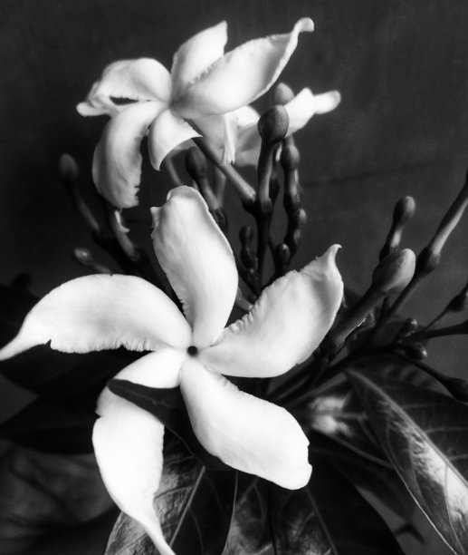 白色的花朵图片下载