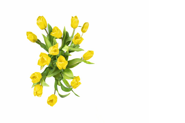 白色背景上的黄色郁金香复制空间，贺卡，明信片。横幅，封面，模型，用于设计图片下载