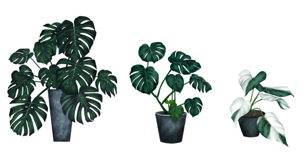 蓬莱蕉画图片下载