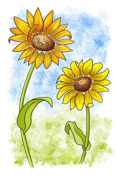 水彩画的两朵雏菊图片下载