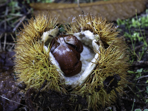 开栗子的特写图片下载
