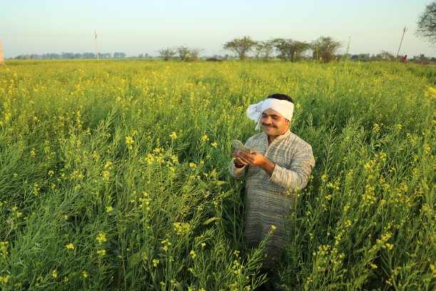 快乐的印度农民享受着繁荣的农村芥菜作物图片下载