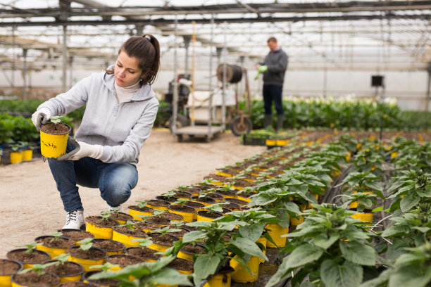 一名妇女正在用向日葵装饰花盆图片下载