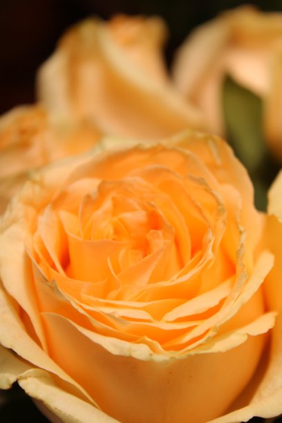 黄玫瑰图片下载