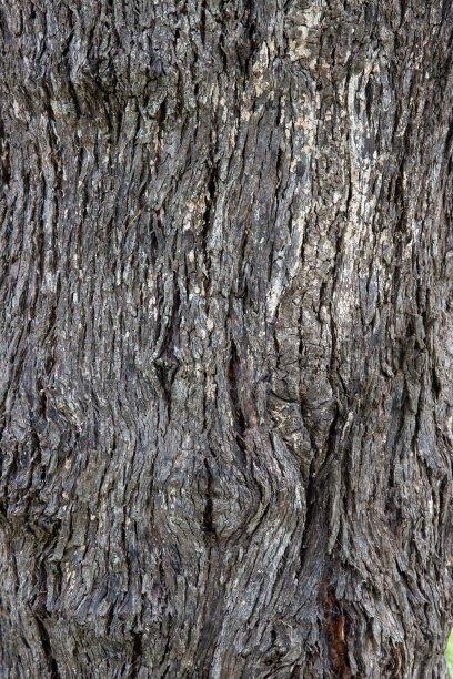 红河胶树皮令人惊叹的纹理特写图片下载