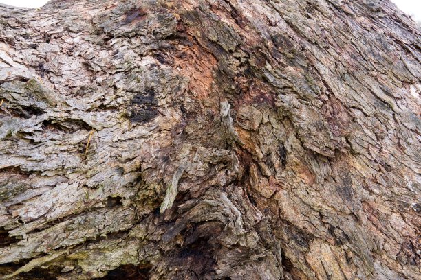 大自然的粗犷之美——红河胶树皮纹理特写图片下载