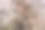 大自然的粗犷之美——红河胶树皮纹理特写图片下载