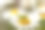 日本大绿灌木蟋蟀稚虫(选Yabukiri)坐在白色沙斯塔雏菊的花头上(阳光明媚的户外特写微距照片)图片下载