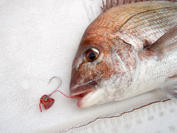 红鲷鱼被日本人用鱼钩钩住。白色的船甲板背景脸照片。图片下载