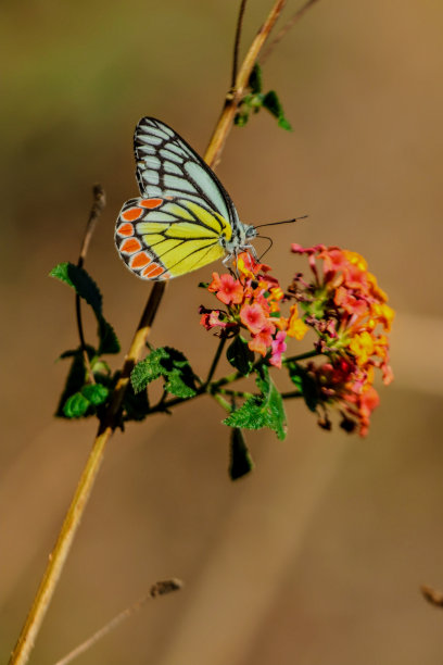 蝴蝶坐在花上的彩色照片图片下载