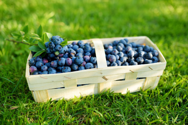 新鲜成熟的蓝莓，装在可爱的木篮子里，放在蓝莓丛下的草地上。图片下载