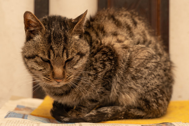 老猫晚上坐在椅子上图片下载