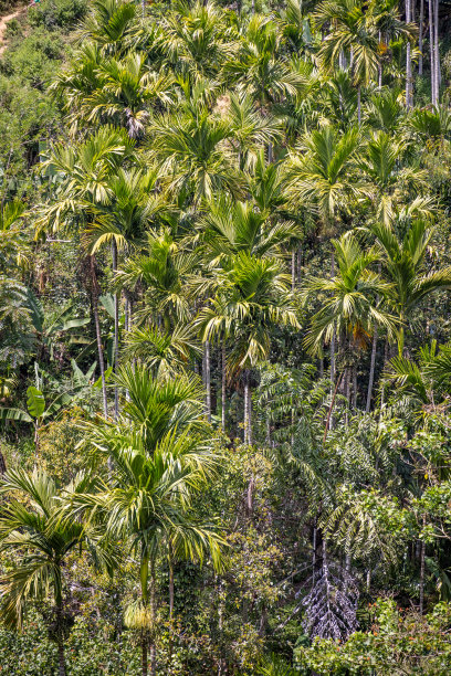 在山坡上可以看到椰子树图片下载
