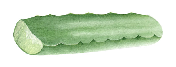 芦荟植物。多汁多汁的芦荟叶。水彩插图，手绘。孤立在白色背景上。用于化妆品、包装纸、明信片的包装。图片下载