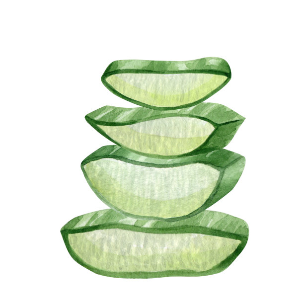 芦荟植物。多汁芦荟的切片、果肉。水彩插图，手绘。孤立在白色背景上。用于化妆品、包装纸、卡片的包装图片下载