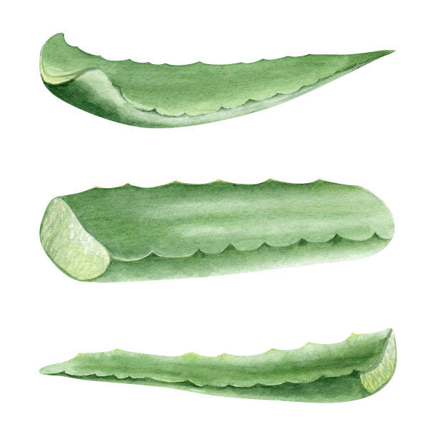 芦荟植物。一套叶子多汁多汁的芦荟。水彩插图，手绘。孤立在白色背景上。用于化妆品、包装纸、明信片的包装。图片下载