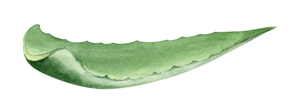 芦荟植物。多汁多汁的芦荟叶。水彩插图，手绘。孤立在白色背景上。用于化妆品、包装纸、明信片的包装。图片下载