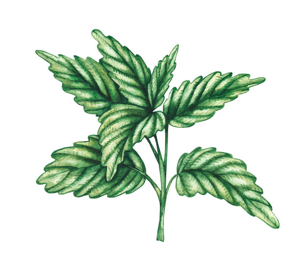 白色背景上的薄荷水彩画图片下载