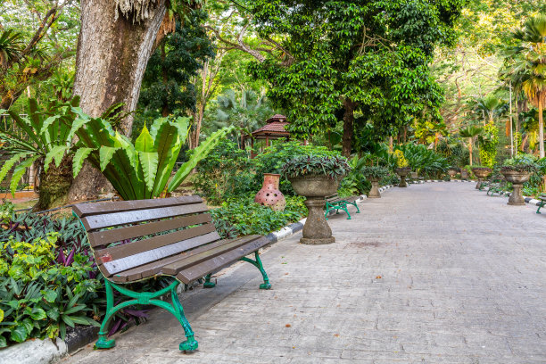 公共户外公园的环境。有树的走道。-库存照片图片下载