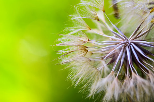 蒲公英的种子靠近。图片下载