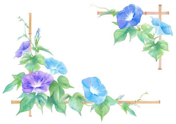 日本风格的框架设计，由蓝色牵牛花和竹子的水彩插图组成。夏天的景象。图片下载